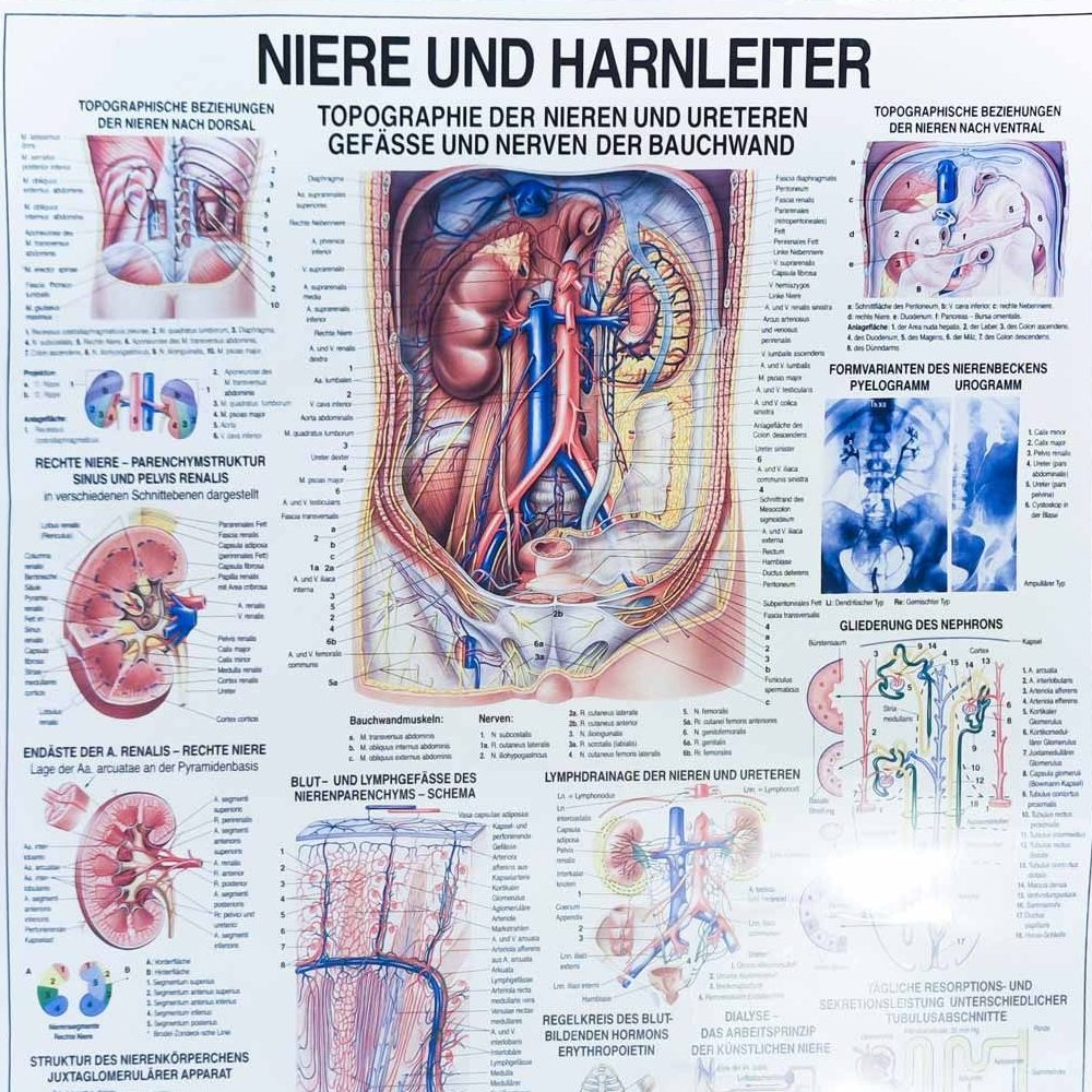Ein Plakat "Niere und Harnleiter" mit vielen medizinischen Abbildungen