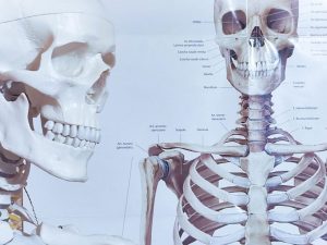 Ein medizinisches Skelett vor einem Skelett-Poster
